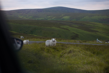 Wicklow Irlandia © Natalia