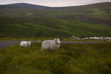 Wicklow. Irlandia © Natalia