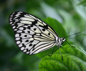 Fototapeta na wymiar Black and white butterfly