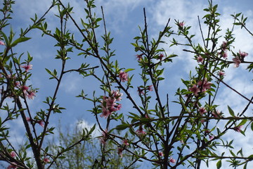 Blue sky and blossoming branches of peach tree in April