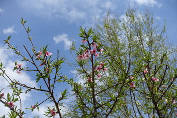 Fresh green leaves and pink flowers of peach tree against blue sky in April