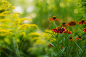 Red flowers in the grass