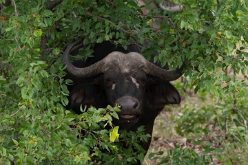 Wild African buffalo on the bushes.