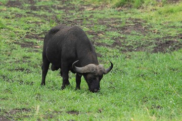 Obraz premium Wild African buffalo eating grass.