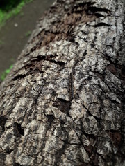 Mata Kayu or knots are parts of wood that are the basis of branching or dormant buds.