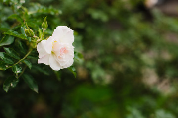 One light rose