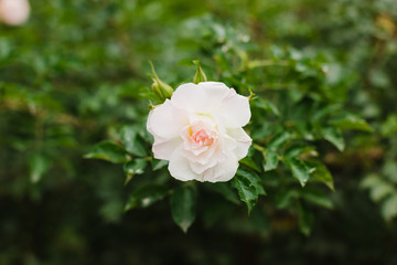 One light rose
