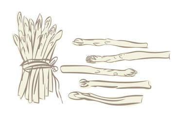 Illustration of White Asparagus.