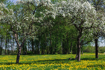 Fototapeta premium blooming apple trees