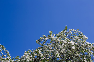 blooming apple trees