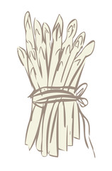Illustration of White Asparagus.
