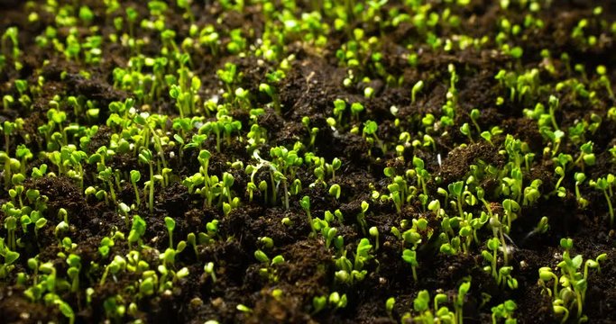 Plant growing from soil time lapse. Timelapse seed growing. Beginning new life. Vegetable sprouting from the ground.