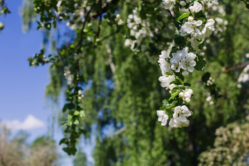 Blooming apple tree branch