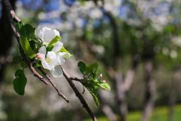 Blooming apple tree branch