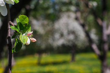 Blooming apple tree branch