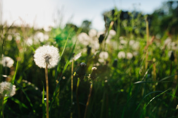 Fototapeta na wymiar white dandelions in a field