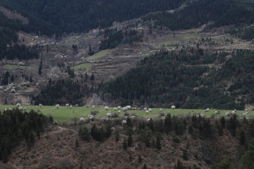 Flowers of the cherry blossoms on a spring day.savsat/artvin