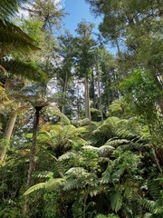 scenic view of the rotorua redwood forest in new zealand