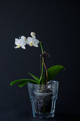 Orchid in a glass goblet on a black background