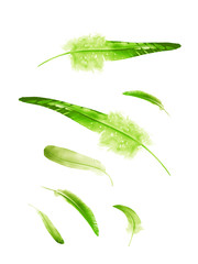 Beautiful color feathers isolated on white background