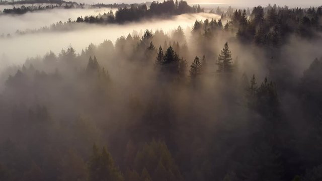 Aerial Reveal of Expansive Misty Forest