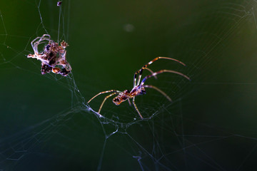 spider on the web