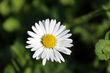 Macro photo of blooming daisy