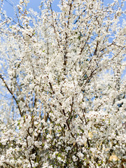 Close-up of a tree on which white flowers bloomed in spring.