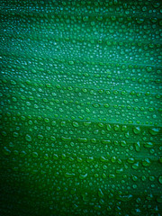  leaves of  lush green banana tree with water droplets