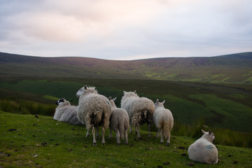 Wicklow Irlandia © Natalia