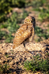 Portrait of a Burrowing Owl in the Wild