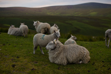 Wicklow Irlandia © Natalia