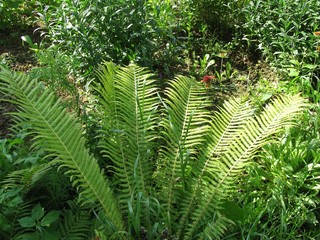 Perfect fern