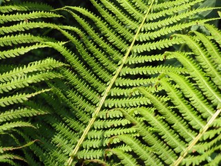 Perfect fern