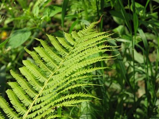 Perfect fern