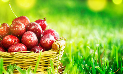 Ripe red organic sweet cherry in the garden in the summer. Agricultural background.