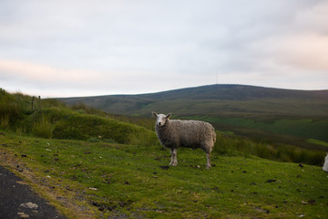 Wicklow Irlandia