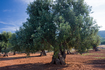 View of centuries-old olive trees, in the Apulian countryside in Italy.