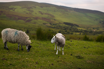 Wicklow Irlandia © Natalia