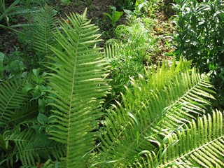 Perfect fern