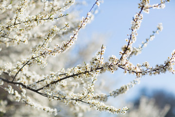 
trees bloom beautifully in early spring
