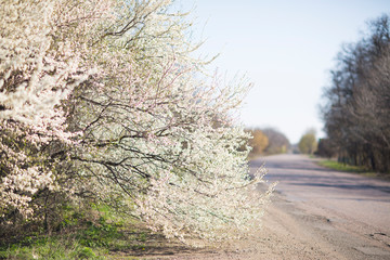 
trees bloom beautifully in early spring
