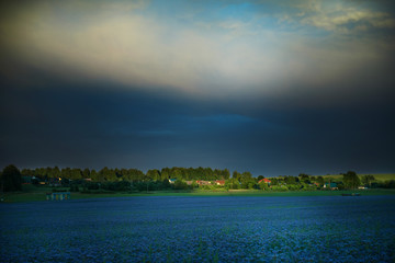 a thundercloud is approaching the village... lavender leaves in the opening of the sun going behind...