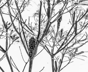 Banksia integrifolia