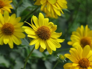 sunflower and bee