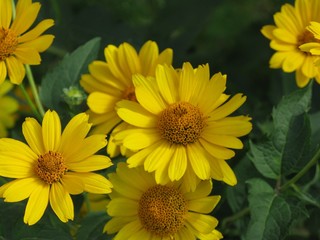 sunflower in the garden
