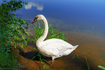 Łabędź niemy. © Marek