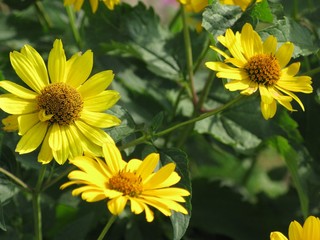 sunflowers in the field