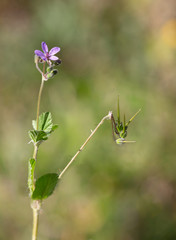 Macrophotographie de fleur sauvage - Erodium à feuilles de mauve - Erodium malacoides