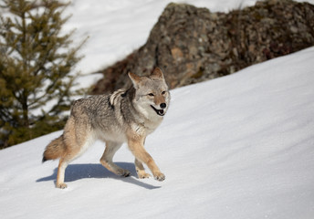 A lone coyote (Canis latrans) walking and hunting in the winter snow in Montana, USA
